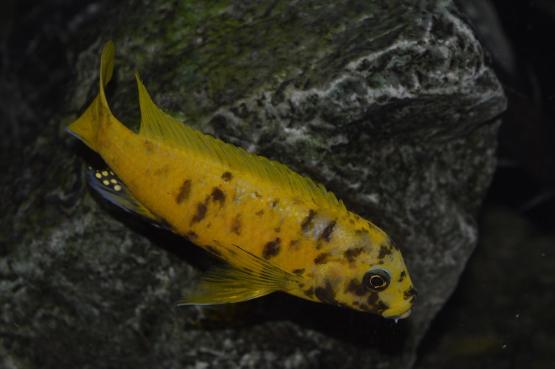 Maylandia sp. 'zebra gold' Kawanga